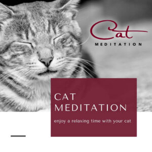 The Meditation Lounge Cat Meditation